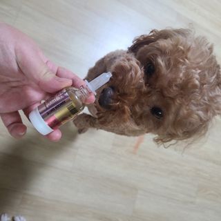 무지조타 반려동물용 꽃으로만든영양제 헬리코디펜스 15ml — 4점을 준 리뷰어가 2021년 8월 올린 사용 사진