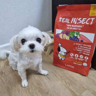 [푸디웜] 라포그  리얼인섹트 관절 저알러지 강아지 사료  1.2KG — 5점을 준 리뷰어가 2022년 8월 올린 사용 사진