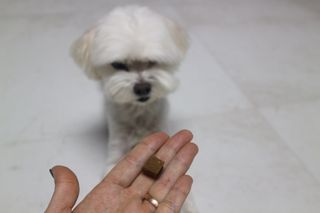 My Pet Care 천연단백질 관절건강에 개좋아 — 5점을 준 리뷰어가 2021년 1월 올린 사용 사진