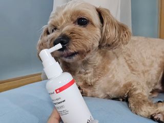 프리[경남제약 레모나x댕모어]  강아지 고양이 구취제거 충치 예방 덴탈클리너 120ml — 5점을 준 리뷰어가 2024년 7월 올린 사용 사진