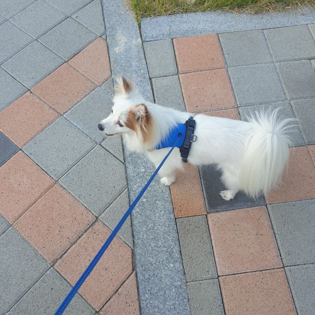 테일하이 하이브리드 하네스 리뷰 사진