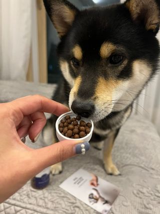 펫21 그로그로 5종 강아지 고양이 반려동물 한방 영양제 — 5점을 준 리뷰어가 2021년 11월 올린 사용 사진
