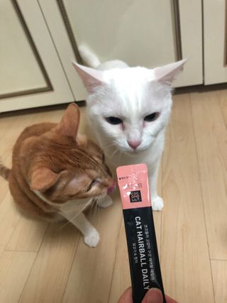 코코몰리 고양이 구강• 헤어볼 데일리 /신장• 요로 데일리 — 5점을 준 리뷰어가 2021년 1월 올린 사용 사진