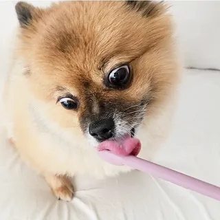 꿀냥이님이 올린 리뷰 사진 2
