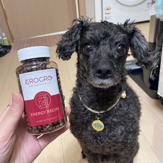 펫21 그로그로 5종 강아지 고양이 반려동물 한방 영양제 — 5점을 준 리뷰어가 2021년 11월 올린 사용 사진