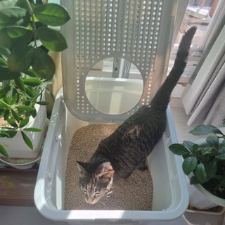 브라우니모래 [브라우니] 고양이 카사바모래 브라우니 천연 응고형 모래  6Lx2개 — 5점을 준 리뷰어가 2023년 11월 올린 사용 사진