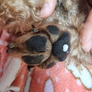 [자유펫] 시코니딘 고양이 강아지 피부 보습 연고 20g — 5점을 준 리뷰어가 2021년 10월 올린 사용 사진