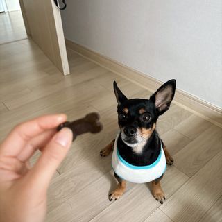 [레모나] 강아지 레모나 강아직 영양 간식 4종 택 1 — 4점을 준 리뷰어가 2023년 12월 올린 사용 사진