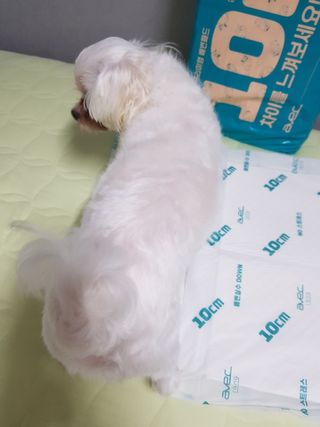 아베크 펫 와이드 프리미엄 대형 애견 강아지 배변 패드 30매 1팩 80g — 5점을 준 리뷰어가 2021년 7월 올린 사용 사진