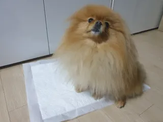 퍼스트캠퍼님이 올린 리뷰 사진 1