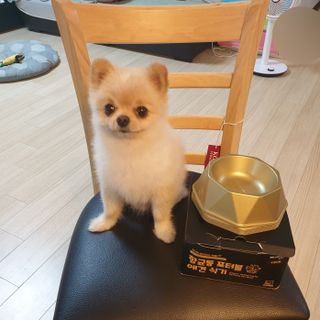 [세싹보울] 세균 싹~ 사라지는 셀앤핏 펫 항균동 애견식기 — 5점을 준 리뷰어가 2021년 6월 올린 사용 사진