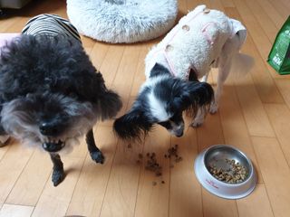 펫21 그로그로 5종 강아지 고양이 반려동물 한방 영양제 — 5점을 준 리뷰어가 2021년 12월 올린 사용 사진
