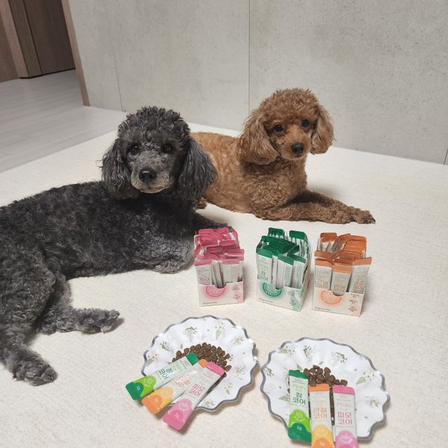 [강아지, 고양이 건강보조제]플랜 포 건강코어 3종 세트(장, 피모, 관절) 리뷰 사진