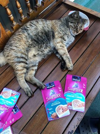 비타크래프트 고양이 수프 50g 3가지맛 x4팩씩 총 12팩 — 5점을 준 리뷰어가 2021년 8월 올린 사용 사진