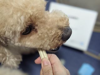 페페로니 클린플러스 덴탈오리껌 10g x 14p — 5점을 준 리뷰어가 2021년 7월 올린 사용 사진
