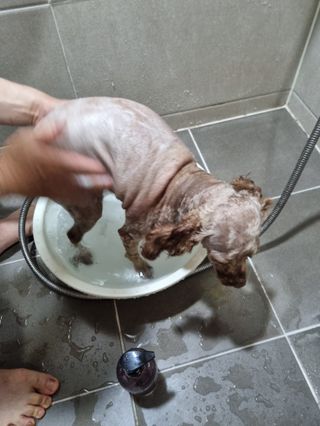 마리앤루이펫샴푸 [mari and louie pet shampoo] — 5점을 준 리뷰어가 2021년 6월 올린 사용 사진