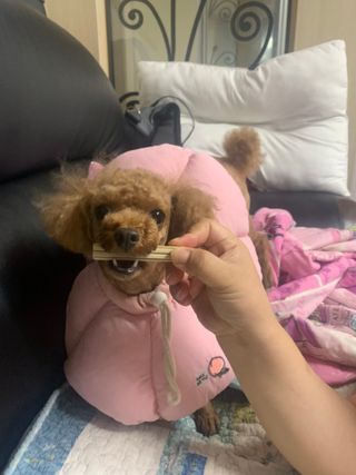 페페로니 2종 세트 클린플러스 덴탈껌 치킨+덕 — 5점을 준 리뷰어가 2021년 8월 올린 사용 사진
