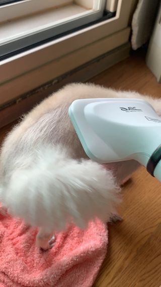 아베크 펫 강아지 고양이 애견 에어 브러쉬 드라이기 올인원 — 5점을 준 리뷰어가 2021년 7월 올린 사용 사진