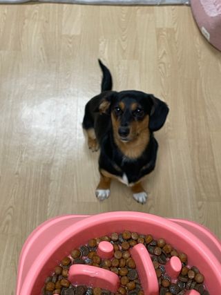 씨디랩 속이 편한 강아지 사료 소프트발란스 기호성 좋은 발효사료 피부와 위장 관절과 위장 — 5점을 준 리뷰어가 2021년 4월 올린 사용 사진