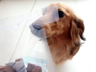 My Pet Care 천연단백질 눈건강에 개좋아 — 5점을 준 리뷰어가 2021년 2월 올린 사용 사진