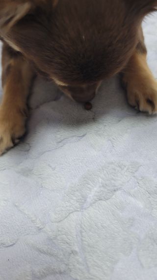 펫21 그로그로 5종 강아지 고양이 반려동물 한방 영양제 — 4점을 준 리뷰어가 2021년 11월 올린 사용 사진