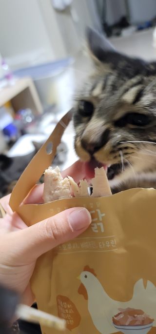 도그퓨어 푸드닭 강아지 닭고기 통살 애견간식 오리지널/차전자피/초록입홍합 — 5점을 준 리뷰어가 2021년 11월 올린 사용 사진