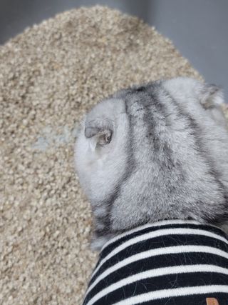브라우니모래 [브라우니] 고양이 카사바모래 브라우니 천연 응고형 모래  6Lx2개 — 4.5점을 준 리뷰어가 2023년 11월 올린 사용 사진