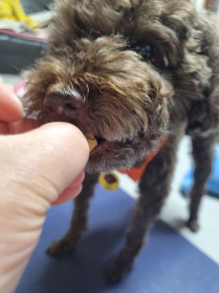 [펫시밀] 원물그대로 영양듬뿍 진공동결건조 북어트릿75g,치킨트릿100g,연어트릿75g 강아지 고양이 간식 — 5점을 준 리뷰어가 2023년 5월 올린 사용 사진