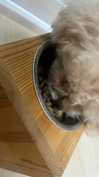 캐닌캐비어 4종 체험팩(오픈스카이, 와일드오션, 프리스피릿, 스페셜니즈) — 5점을 준 리뷰어가 2023년 2월 올린 사용 사진