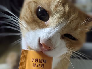 페페로니 맛있는 스틱 - 무항생제 닭고기 15개 + 원양선 참치 15개 — 5점을 준 리뷰어가 2021년 10월 올린 사용 사진