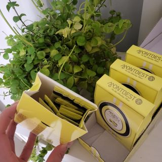 몽베스트 위드더 블랜딩 하우스 _레몬 블랙티 — 5점을 준 리뷰어가 2023년 1월 올린 사용 사진