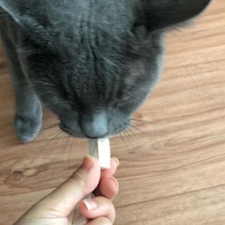 [펫시밀] 원물그대로 영양듬뿍 동결건조 왕북어트릿300g,왕치킨트릿400g,열빙어트릿300g 대용량 간식 — 5점을 준 리뷰어가 2023년 5월 올린 사용 사진