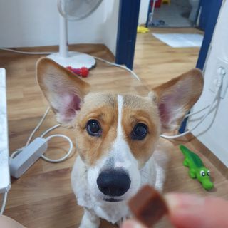 페페로니 진짜 오메가3 연어+소고기 180g+180g — 5점을 준 리뷰어가 2021년 7월 올린 사용 사진