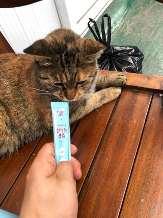 페페로니 잘 먹는 캣츄 - 원양선 참치 24개입 — 5점을 준 리뷰어가 2021년 7월 올린 사용 사진