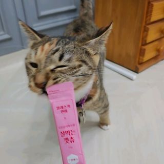 페페로니 잘 먹는 캣츄 - 무항생제 닭고기 24개입 — 5점을 준 리뷰어가 2021년 7월 올린 사용 사진