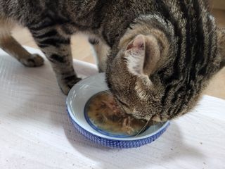 비타크래프트 고양이 수프 50g 3가지맛 x4팩씩 총 12팩 — 4.5점을 준 리뷰어가 2021년 8월 올린 사용 사진