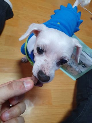 My Pet Care 천연단백질 눈건강에 개좋아 — 5점을 준 리뷰어가 2021년 2월 올린 사용 사진