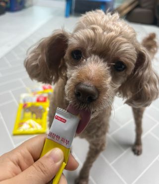 [레모나] 강아지 레모나 강아직 영양 간식 4종 택 1 — 5점을 준 리뷰어가 2023년 12월 올린 사용 사진