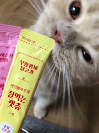 페페로니 잘 먹는 캣츄 - 무항생제 닭고기 12개 + 알래스카 연어 12개 — 5점을 준 리뷰어가 2021년 7월 올린 사용 사진