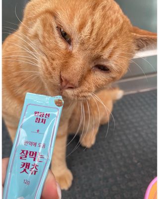 페페로니 잘 먹는 캣츄 - 원양선 참치 24개입 — 5점을 준 리뷰어가 2021년 8월 올린 사용 사진