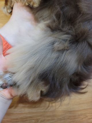 아베크 펫 강아지 고양이 애견 에어 브러쉬 드라이기 올인원 — 5점을 준 리뷰어가 2021년 7월 올린 사용 사진