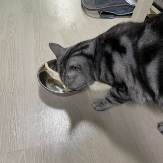 [펫시밀] 원물그대로 영양듬뿍 진공동결건조 치킨텐더100g, 열빙어트릿100g 강아지 고양이 간식 — 5점을 준 리뷰어가 2023년 5월 올린 사용 사진