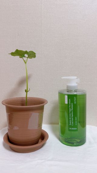 닥터시드 티트리 앤 라임 비건 지성케어 쿨 탈모 샴푸 (1000ml) — 5점을 준 리뷰어가 2024년 4월 올린 사용 사진