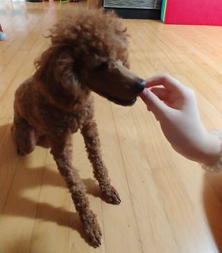 My Pet Care 천연단백질 눈건강에 개좋아 — 5점을 준 리뷰어가 2021년 3월 올린 사용 사진