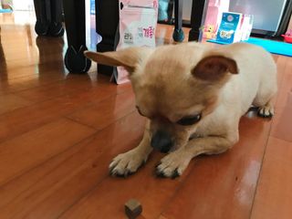 My Pet Care 천연단백질 관절건강에 개좋아 — 5점을 준 리뷰어가 2021년 1월 올린 사용 사진