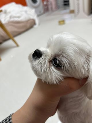 [댕모어 클리너 3종] 아이클리너 / 이어클리너 / 덴탈클리너 3종 세트 (120ml) — 5점을 준 리뷰어가 2023년 10월 올린 사용 사진