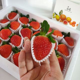 옳음 딸기 논산 설향 딸기 900g 산지직송 — 5점을 준 리뷰어가 2021년 1월 올린 사용 사진