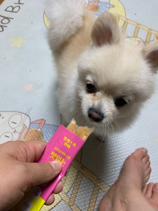 페페로니 맛있는 스틱 - 무항생제 닭고기 15개 + 알래스카 연어 15개 — 5점을 준 리뷰어가 2021년 9월 올린 사용 사진