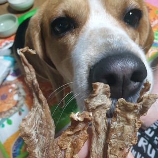 [보헤리] 국내산 강아지 육포간식 바삭 64 2종 — 5점을 준 리뷰어가 2022년 4월 올린 사용 사진