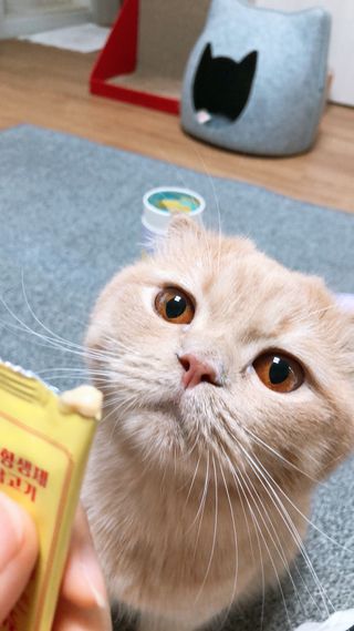 페페로니 잘 먹는 캣츄 - 무항생제 닭고기 12개 + 원양선 참치 12개 — 5점을 준 리뷰어가 2021년 8월 올린 사용 사진
